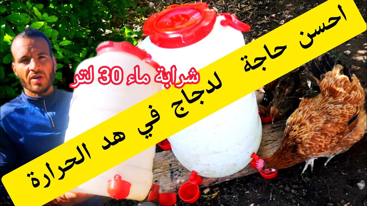كيفية  صنع شرابات اوتوماتيك  الماء لدجاج  أحسن طريقة غادي تتهنى من ا تعفونات الماء