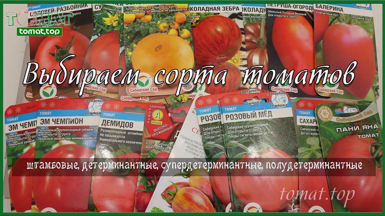 Выбираем сорта томатов для открытого грунта. Обзор сортов томатов. Детерминантные сорта