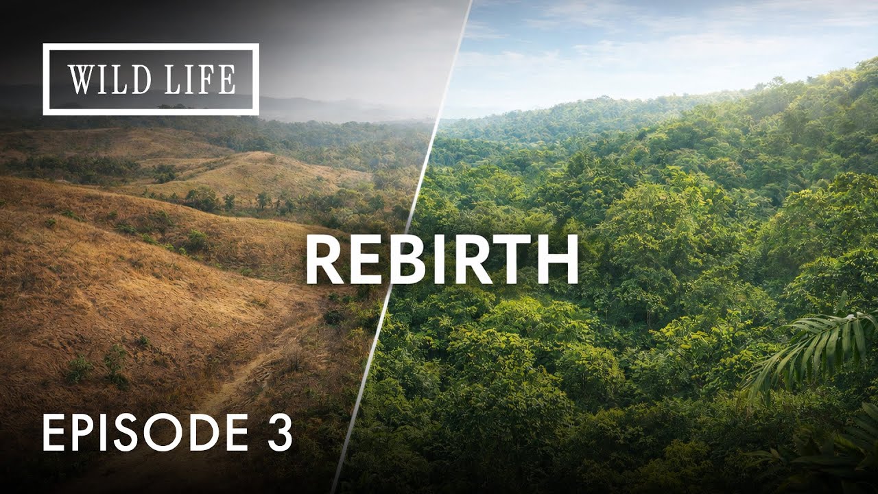 How Nature Reclaimed the Land | Metamorphoses - The Return of the Wilderness | Episode 3