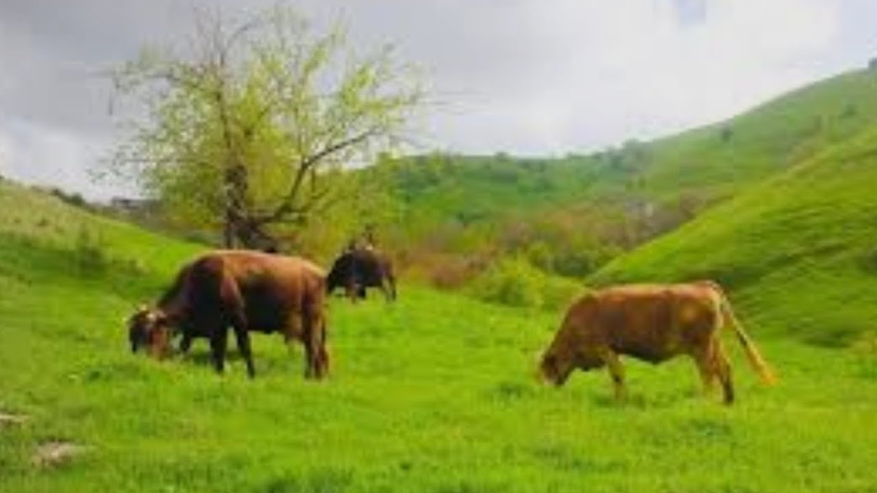 قريه جيبران جبل مقلوب 25-3-2023