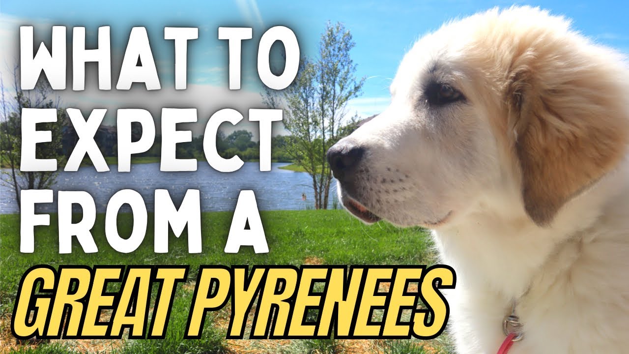 Living with a Great Pyrenees Puppy, What to Expect | Livestock Guardian Dog