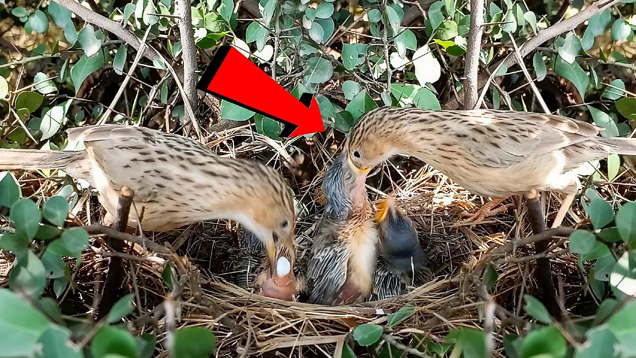 Common Babbler Bird Parents Working Together to Feed Their Hungry babies