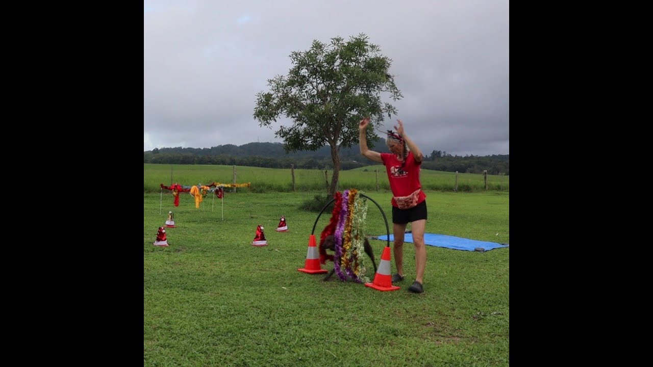 Any Other Animal Agility. December 2023. Ineke Keough 3022/05/22E. Lulu - Kelpie X Staffy