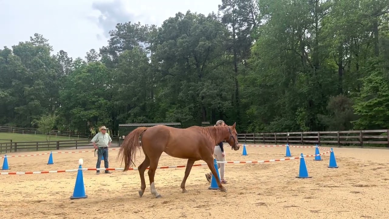 Introducing a new horse to the reverse round pen, with Jessie Hillegas and Shawna Karrach