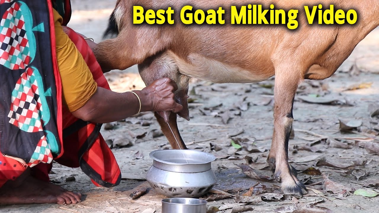 A huge milk collecting from goat by village woman hand । bangladeshi goat milking video