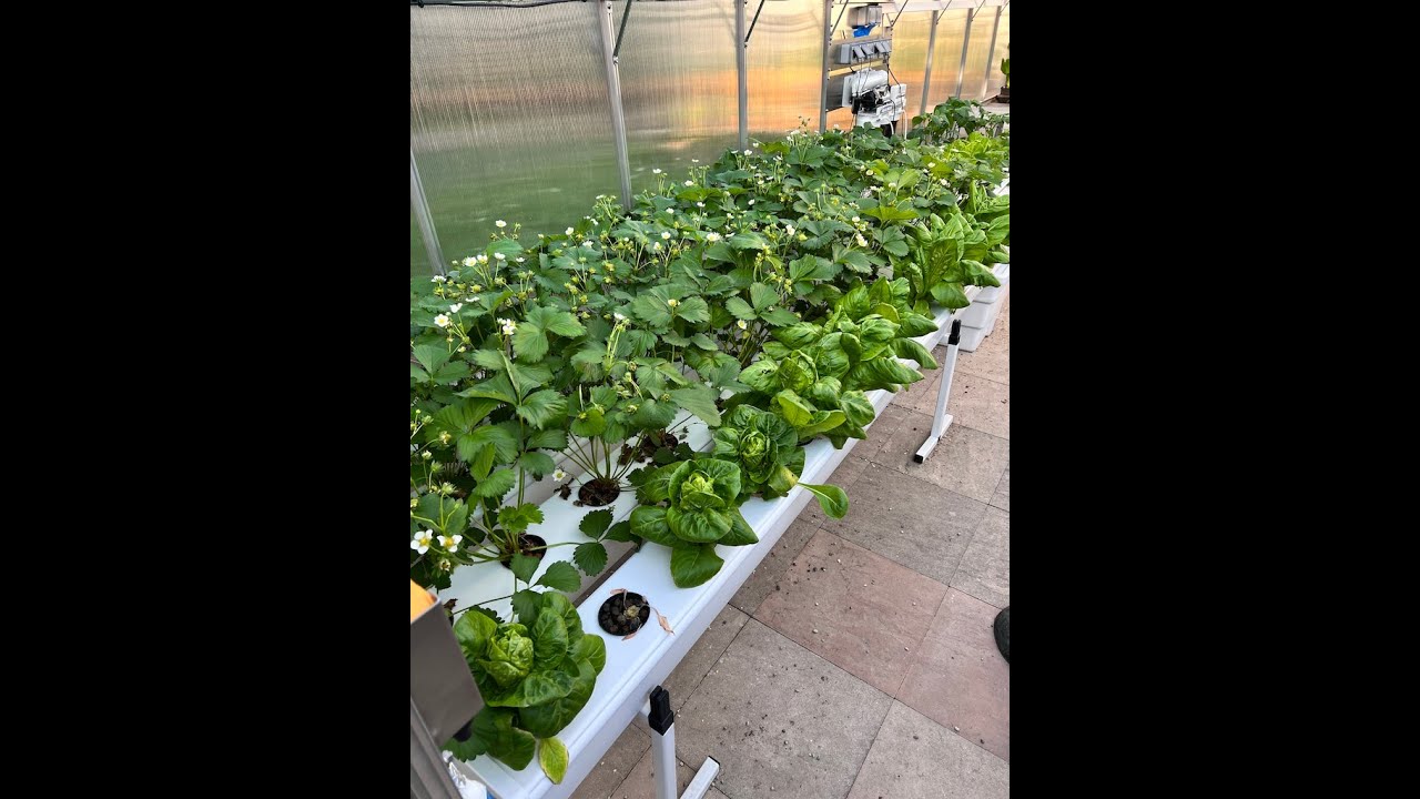 Hydroponik Erdbeeren erfolgreich anbauen | GrowStream V60 & V20 im Praxistest