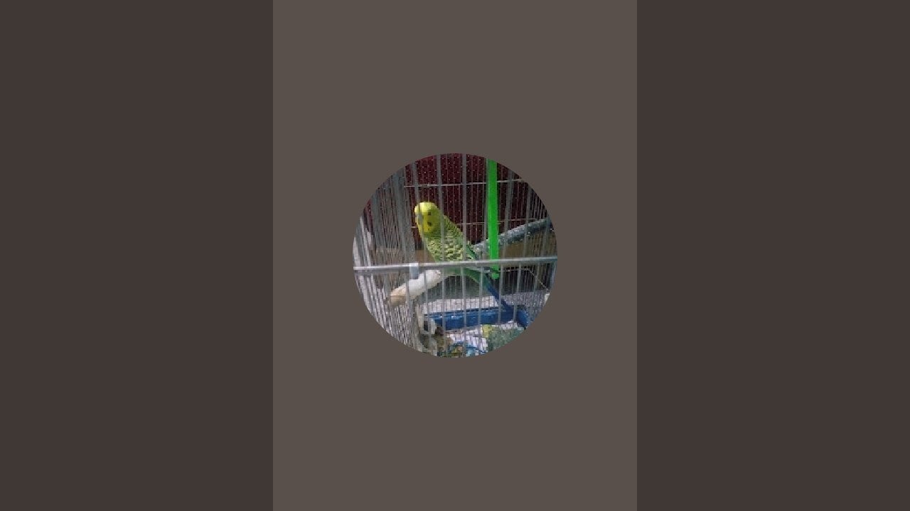 بدأت قناة 