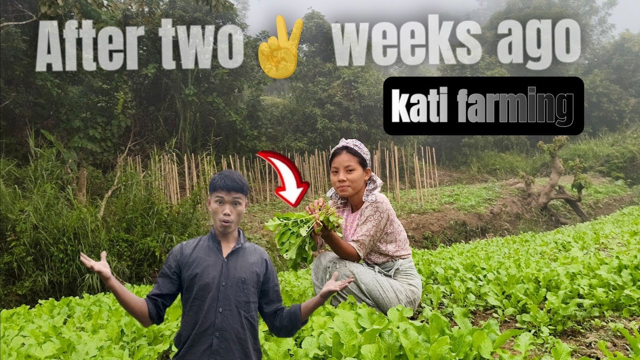 After two weeks ago😱 || Kati farming how much gowrth it || 