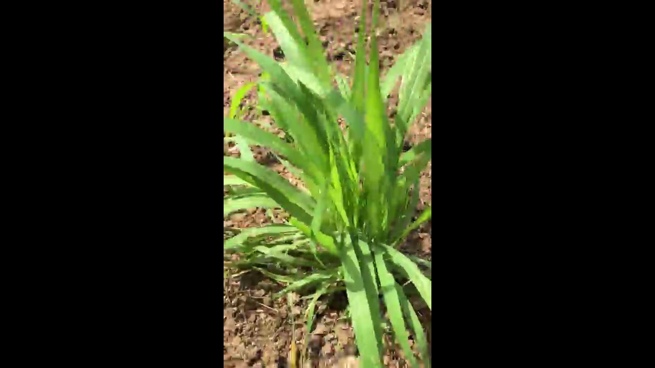 البونيكام قوه وتحمل للجفاف مقابل البلوبانك وهذي الادله