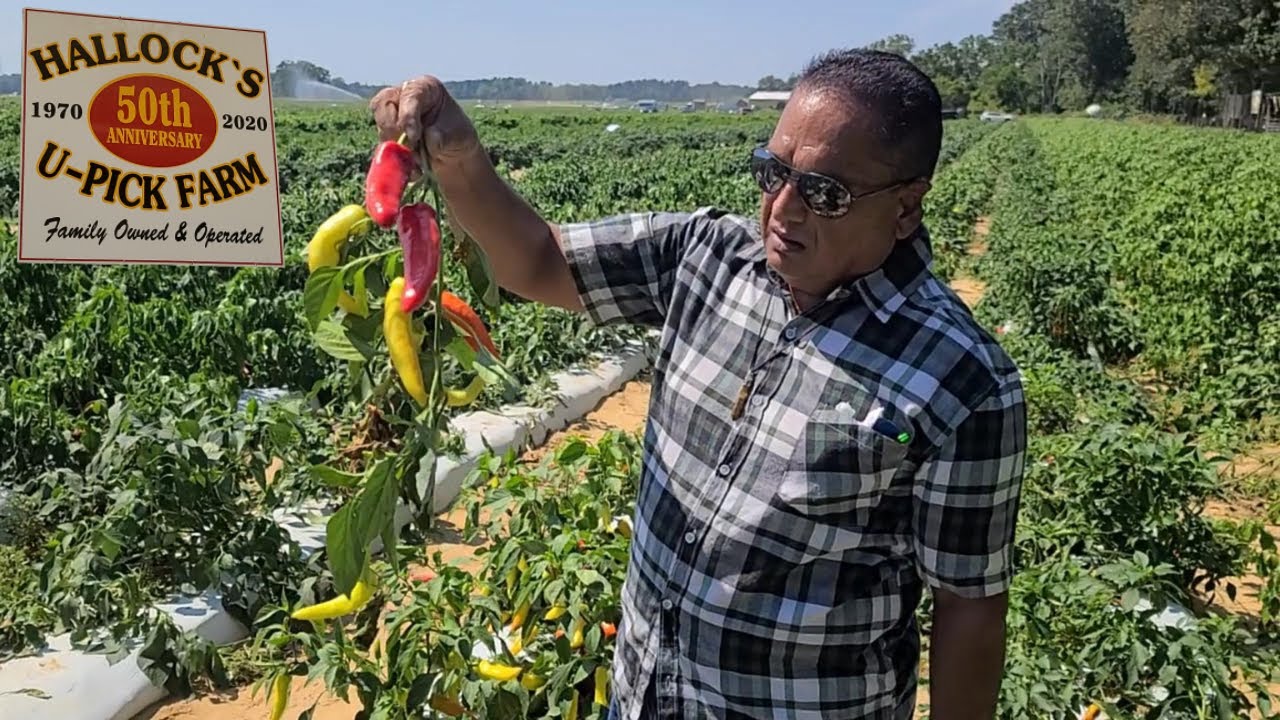 Picking Hot Peppers 🔥Vegetables at Hallock's U-Pick Farm in 2023