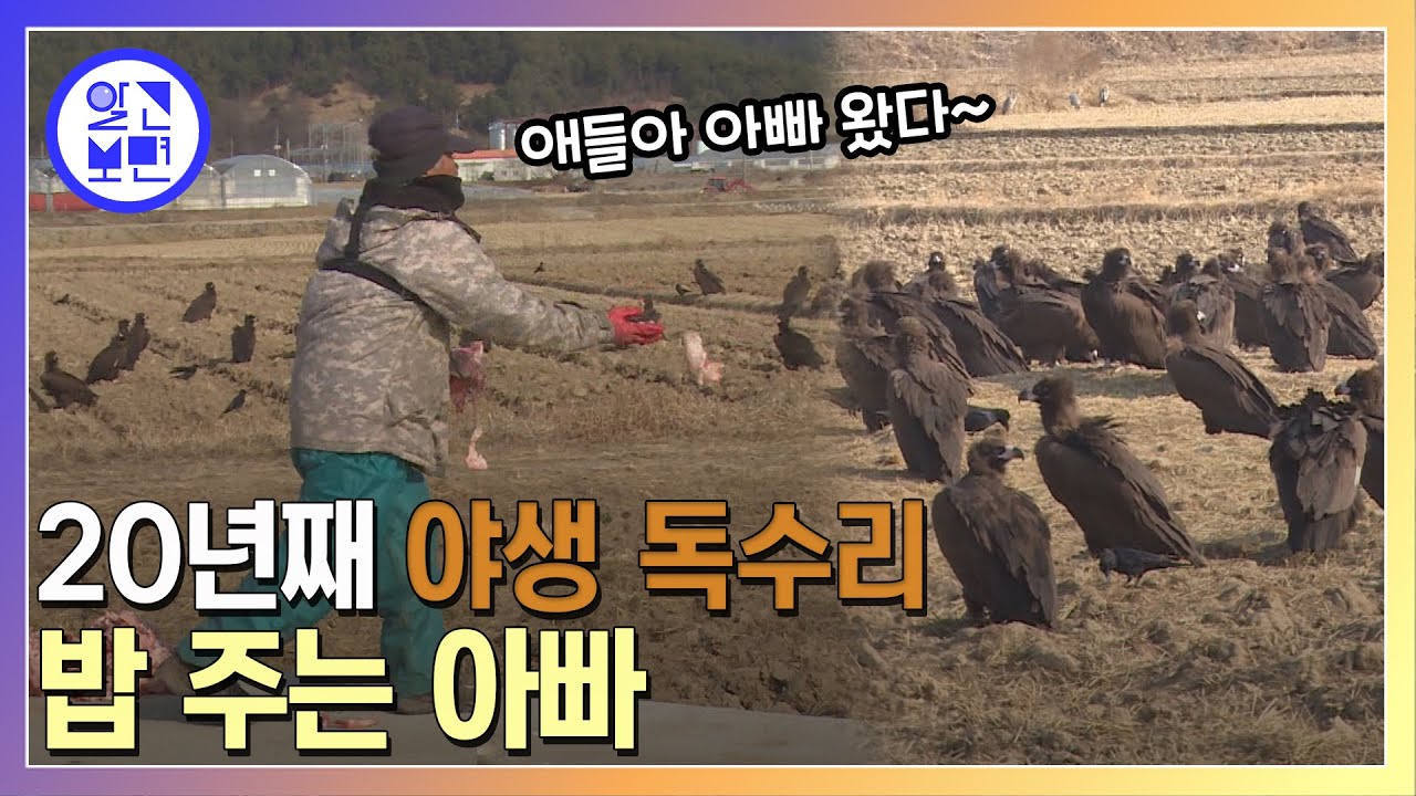 남쪽 마을을 점령한 수백 마리 독수리 떼! 겨울철마다 마을 앞 논밭을 찾는 이유는?