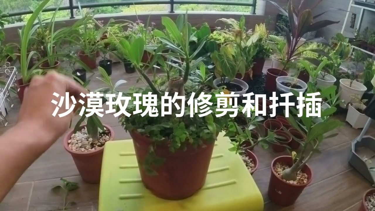 沙漠玫瑰修剪和扦插詳細分享！ 新手最適合的植物！