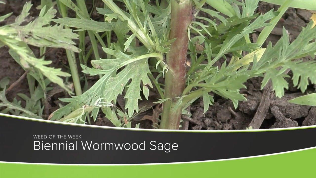 Weed of the Week #1184 Biennial Wormwood Sage (Air Date 12-13-20)