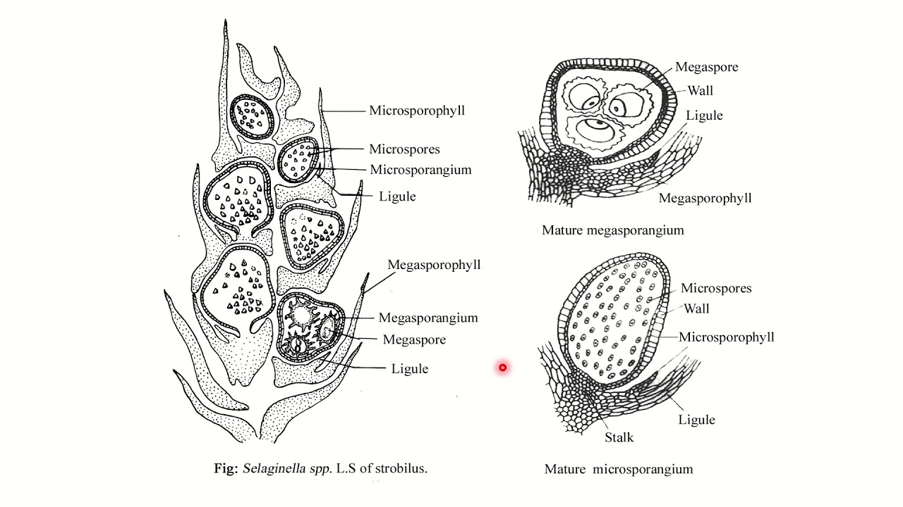 Selaginella reproduction