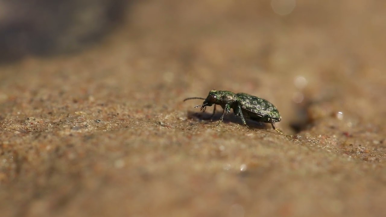 Green-socks Peacock Ground Beetle (Elaphrus riparius)