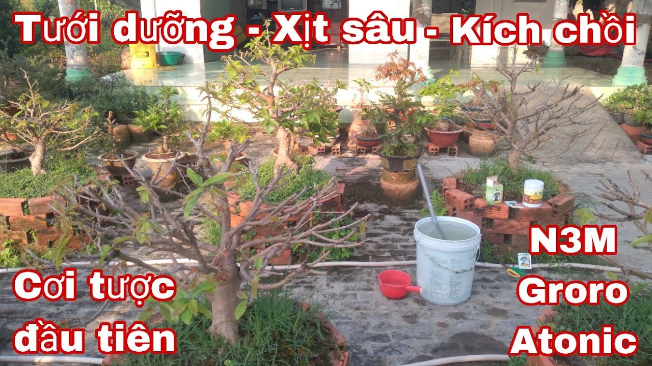 Kỹ thuật chăm sóc mai vàng Cơi tược đầu tiên.