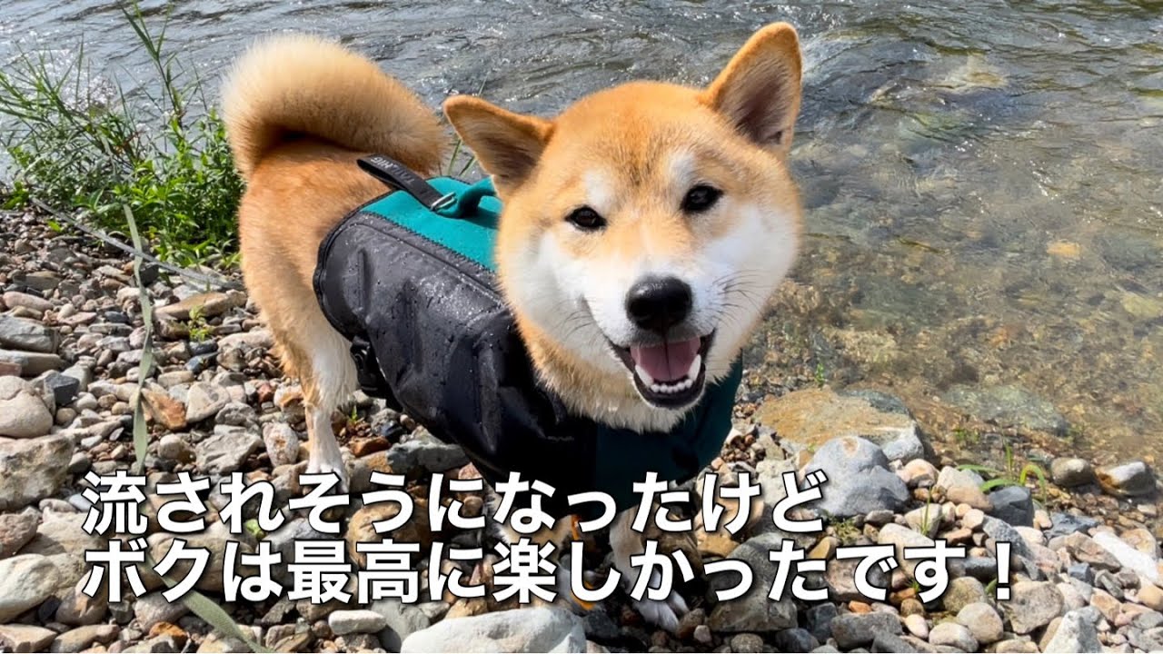兄柴犬の川遊び本気度に感動！絶対あきらめない前進する柴犬