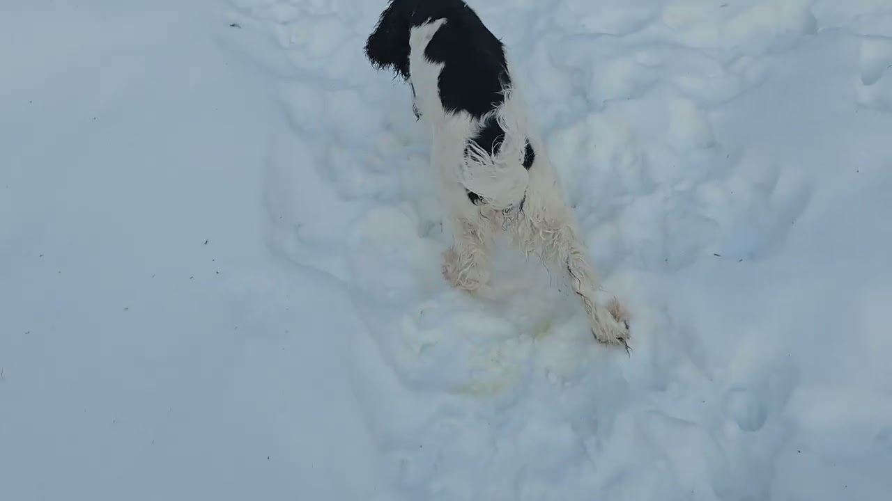 Wait! What's that poking out of the snow? The spaniels are excited about it!