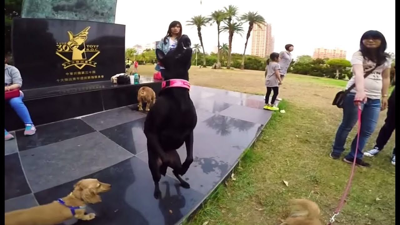Formosan Mountain Dog - Lady's good at digging in!!