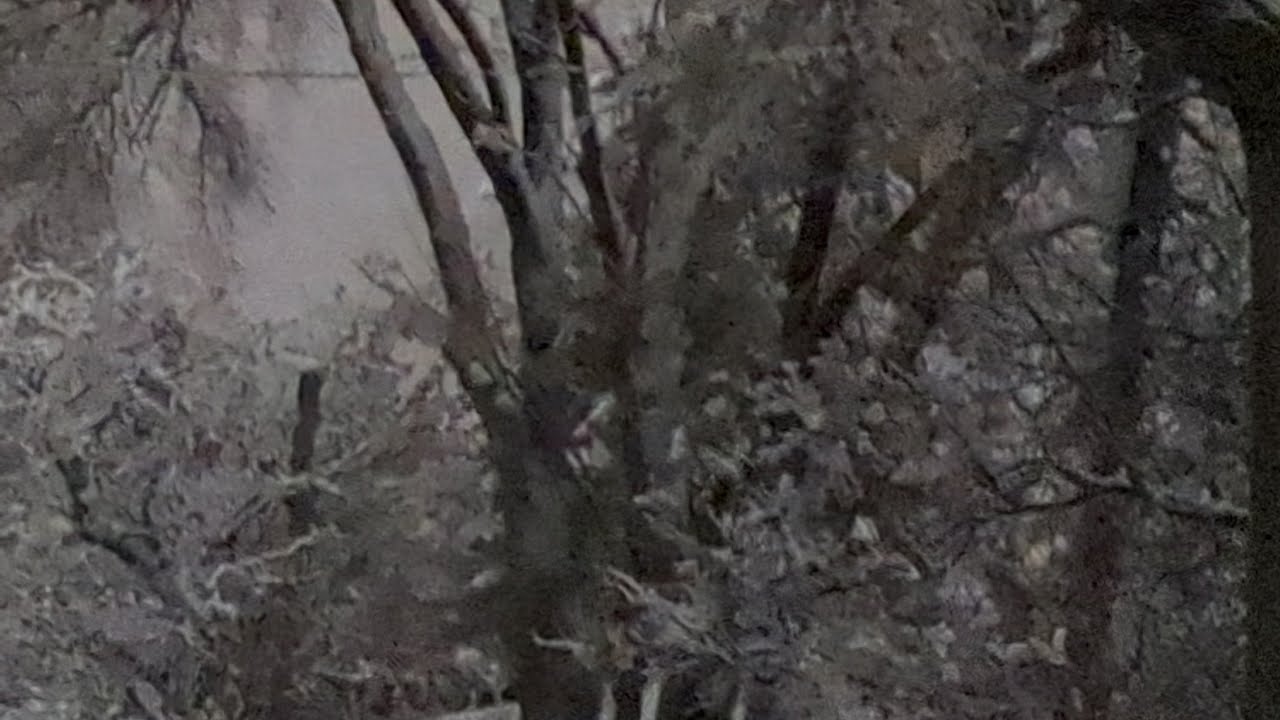The beautiful tree which originated in the 16th century