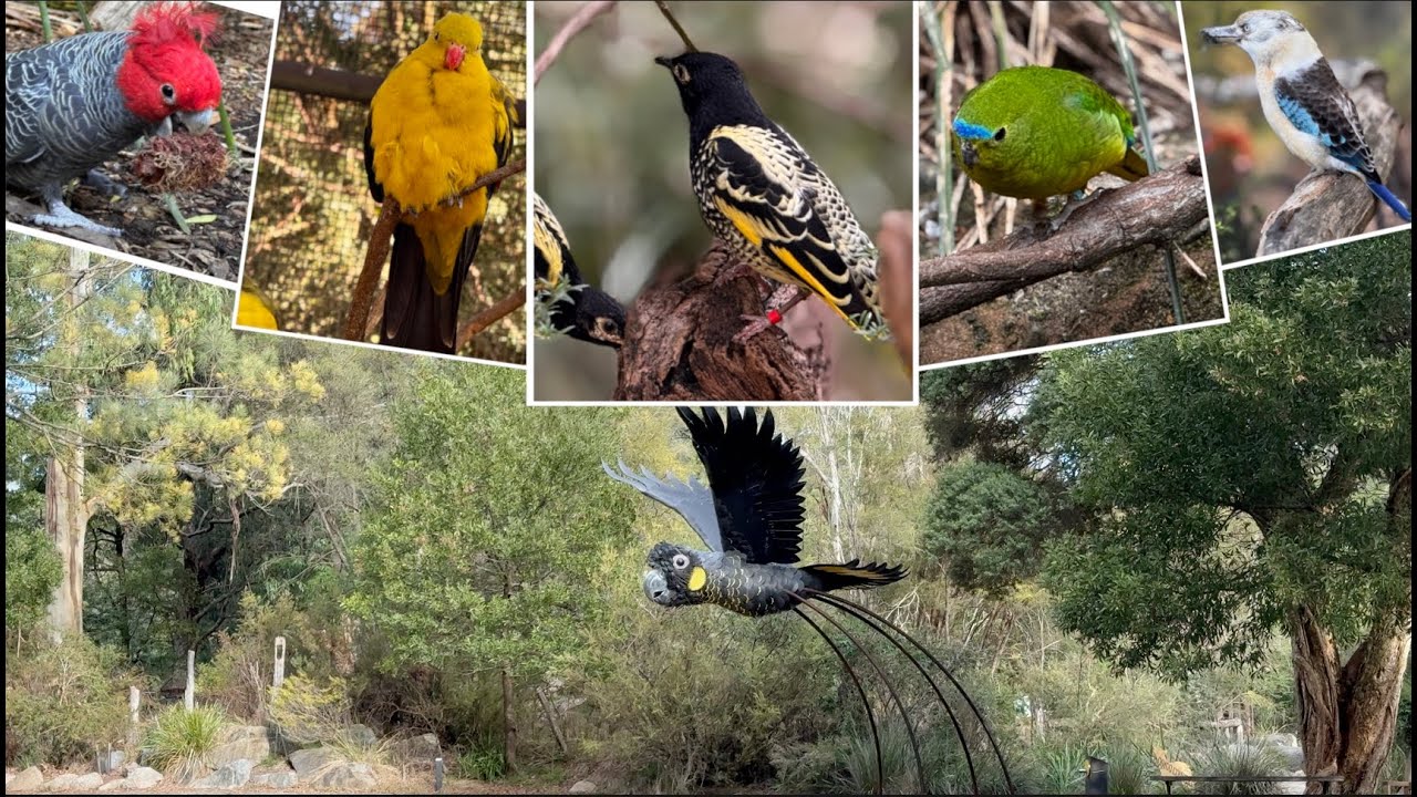 Amazing birds @ Healeville Sanctuary, the best place in Victoria to spot native Australian birds.
