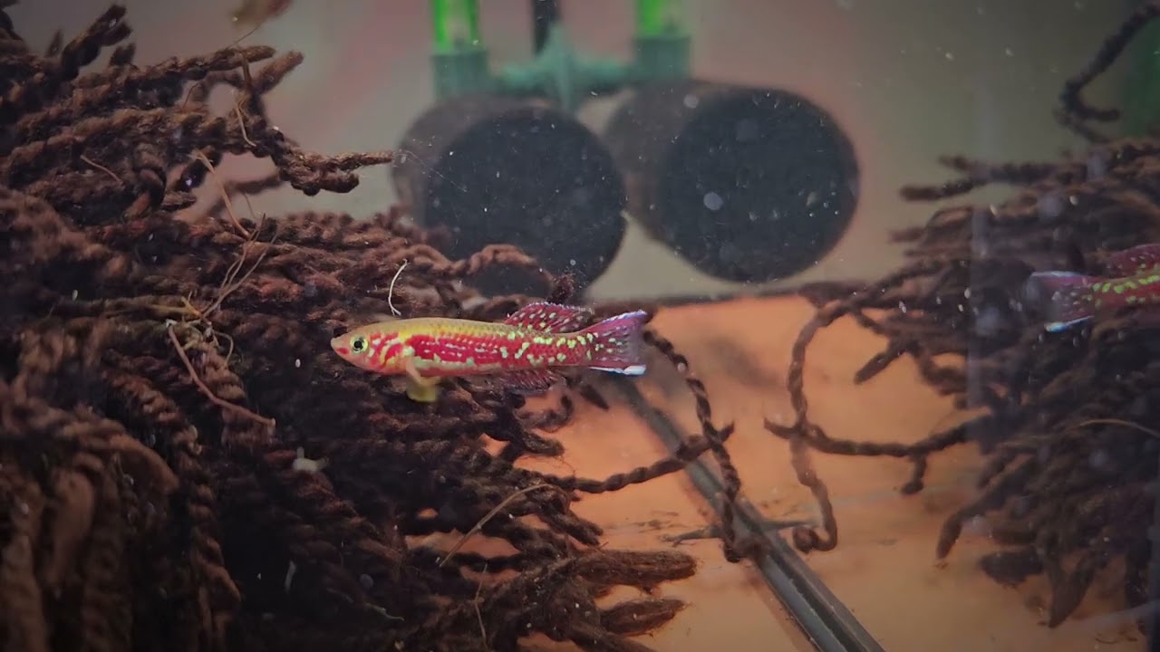 Fundulopanchax mirabile " Mbio" - Killifisch - Lasur Prachtkärpfling