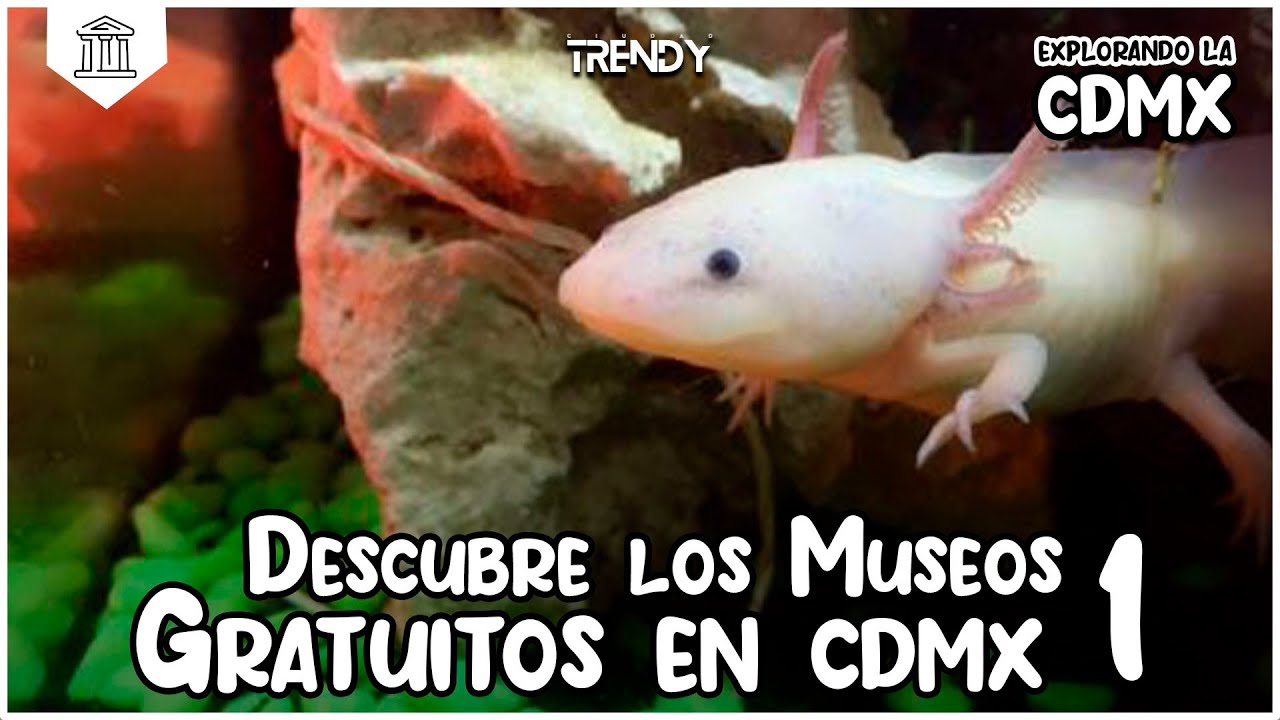 Museos Gratuitos en la CDMX Que debes conocer
