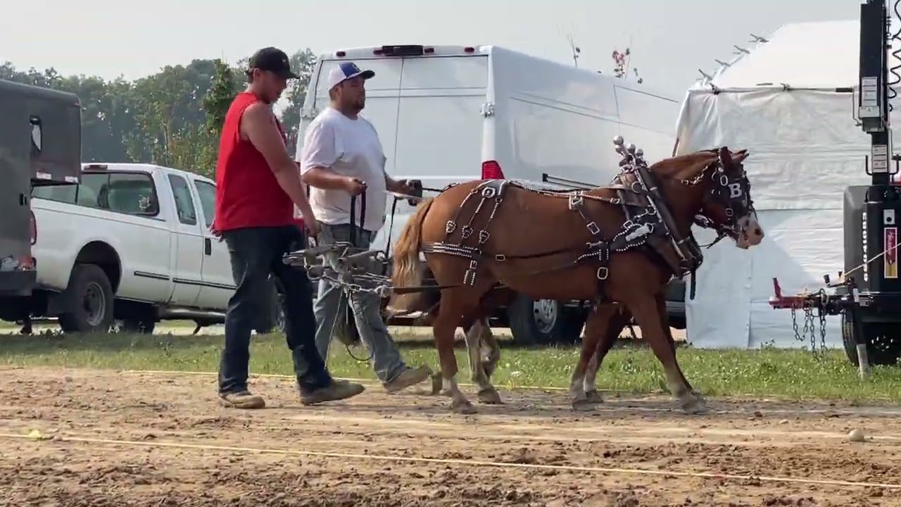 Kent county pony pulls 2025