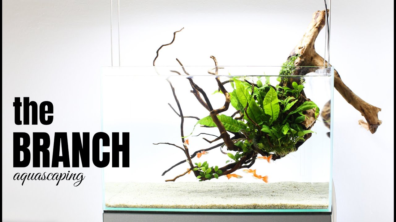 Aquascaping THE BRANCH