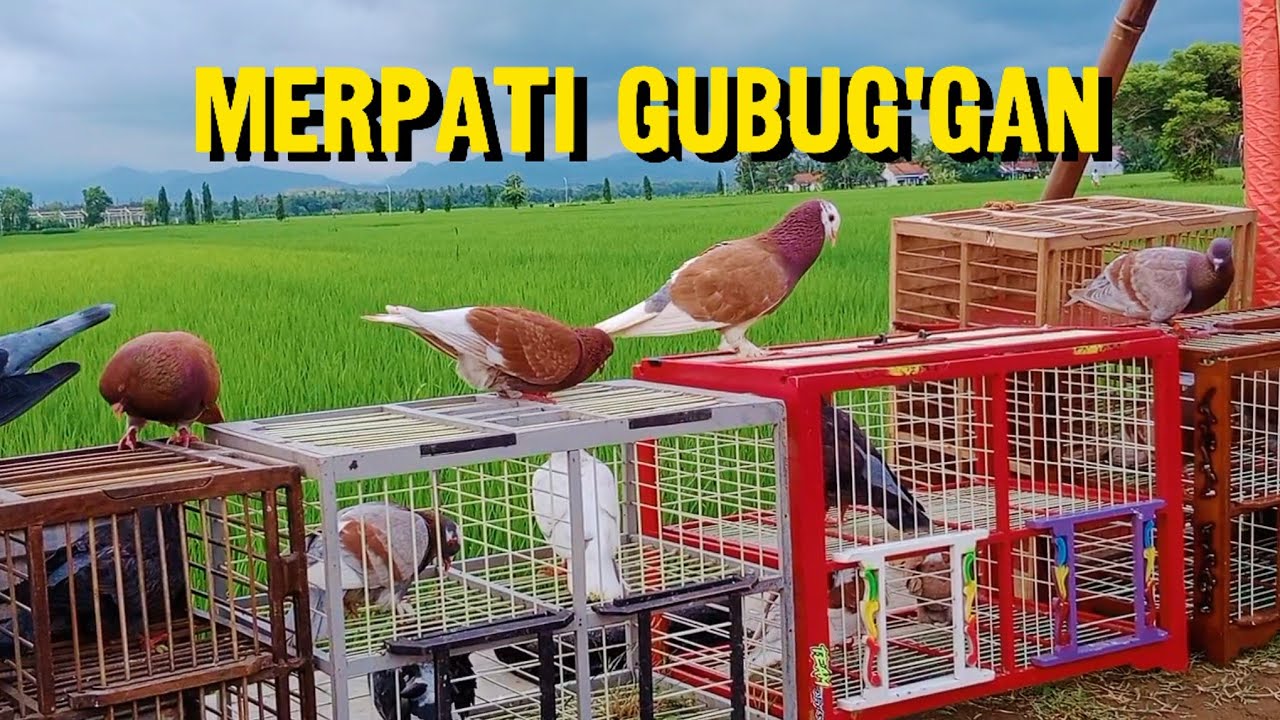 Merpati gubug'gan || merpati tomprang