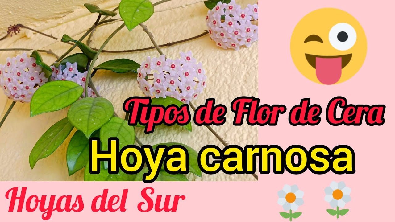 Hoya carnosa. Flor de Cera. Flor de Nácar. Flor de Porcelana. Wax Plant. Hoyas del Sur.