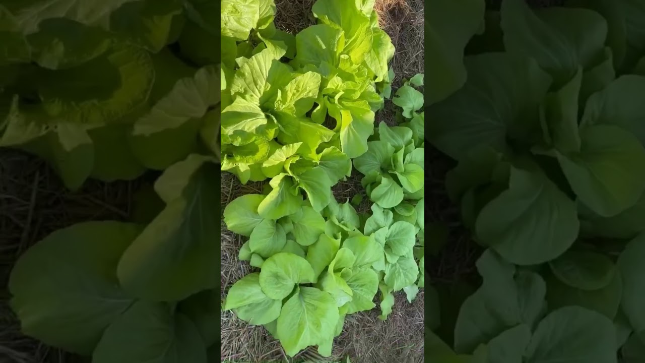 Organic Vegetable of Taiwan