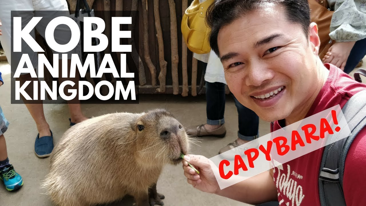 Kobe Animal Kingdom 神戸どうぶつ王国 | Vlog 68 | Lin Nyunt