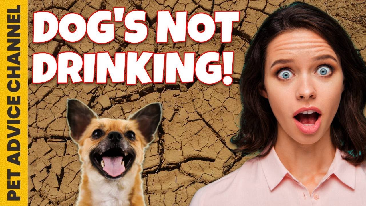 Why is my dog not drinking water  - tips to try before seeing vet
