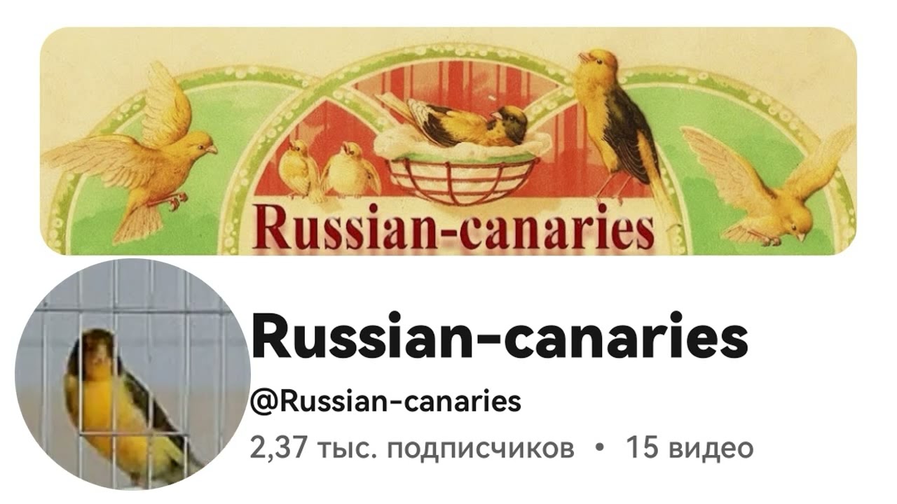 Пение Канарейки Для Обучения 25 Канарейки  Песня канарейка  Тренировка канареек кенара поёт Птицы