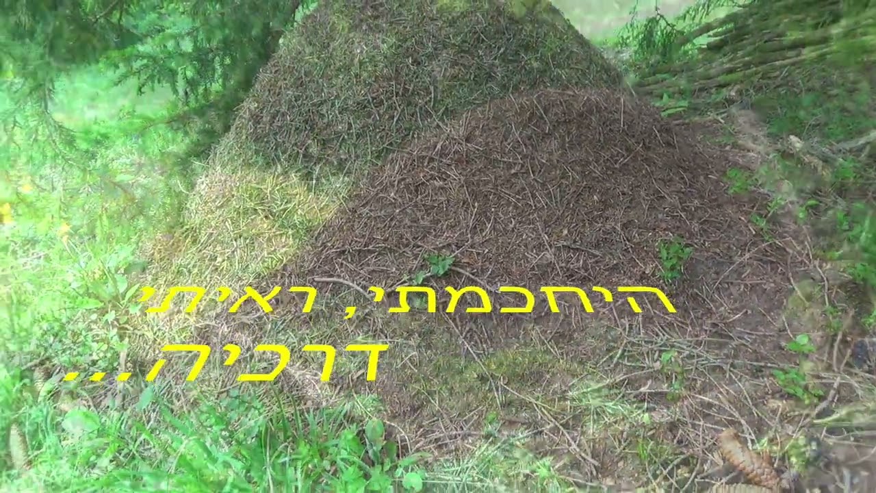 האמיני יום יבוא