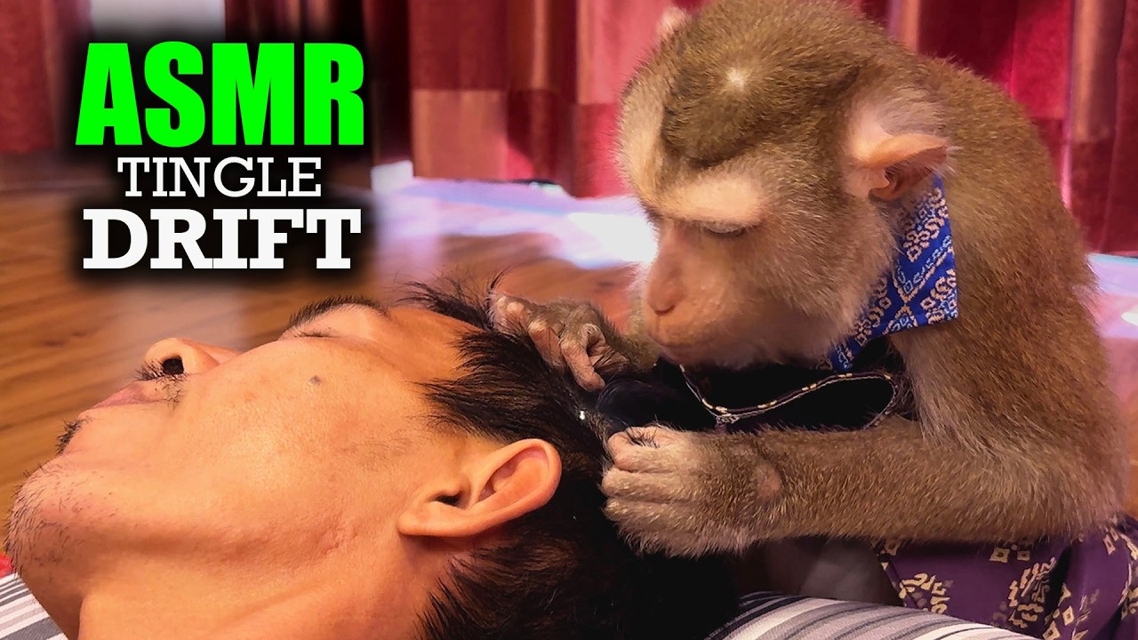 Real Monkey ASMR | Fall Asleep Fast with Judy's Soft & Fast Hair Pick + Crisp Parting