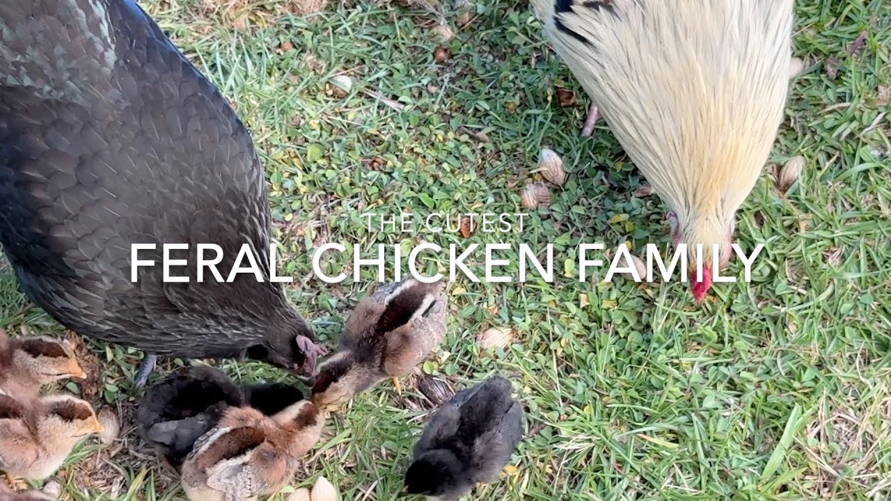 Chicken Family Snack Time