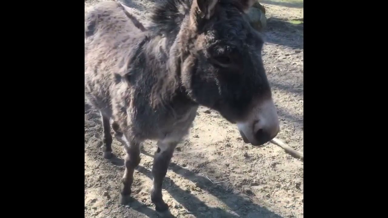 Stare zoo Poznan zwierzęta
