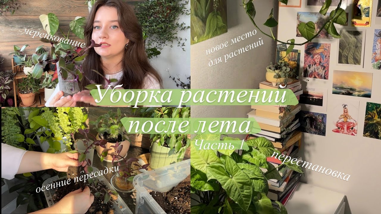 Генеральная уборка Растений перед холодным сезоном || черенкование, оформление и пересадки