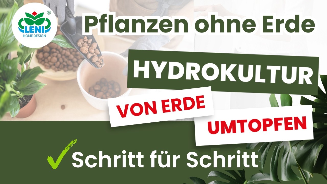 Umtopfen von Pflanzen aus Erde in Hydrokultur