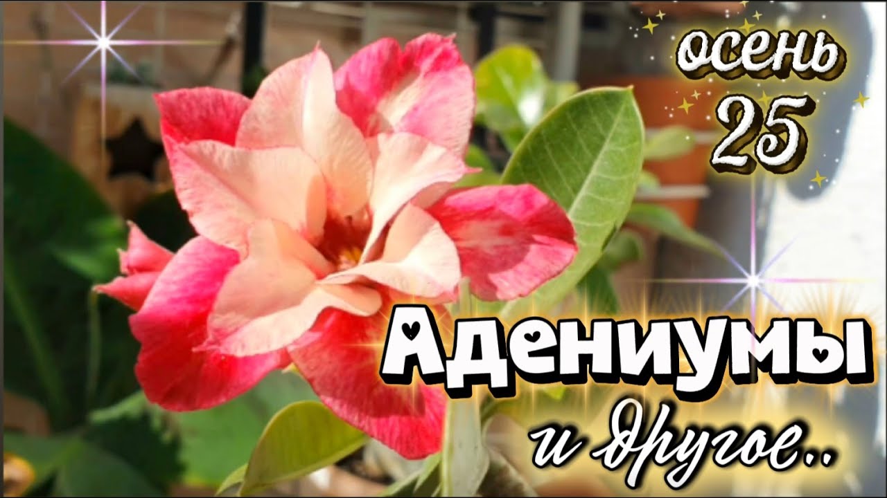 АДЕНИУМЫ и прочая прелесть Осенью25