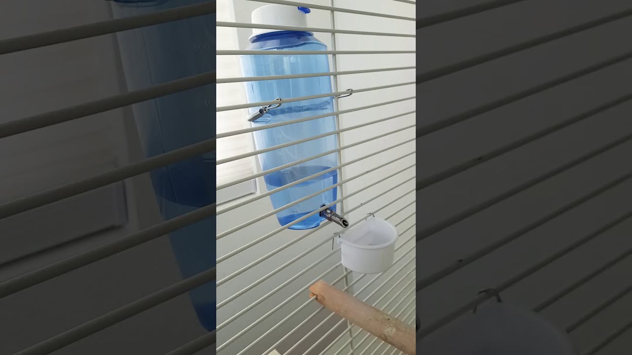 Review -Birds automatic water bottle