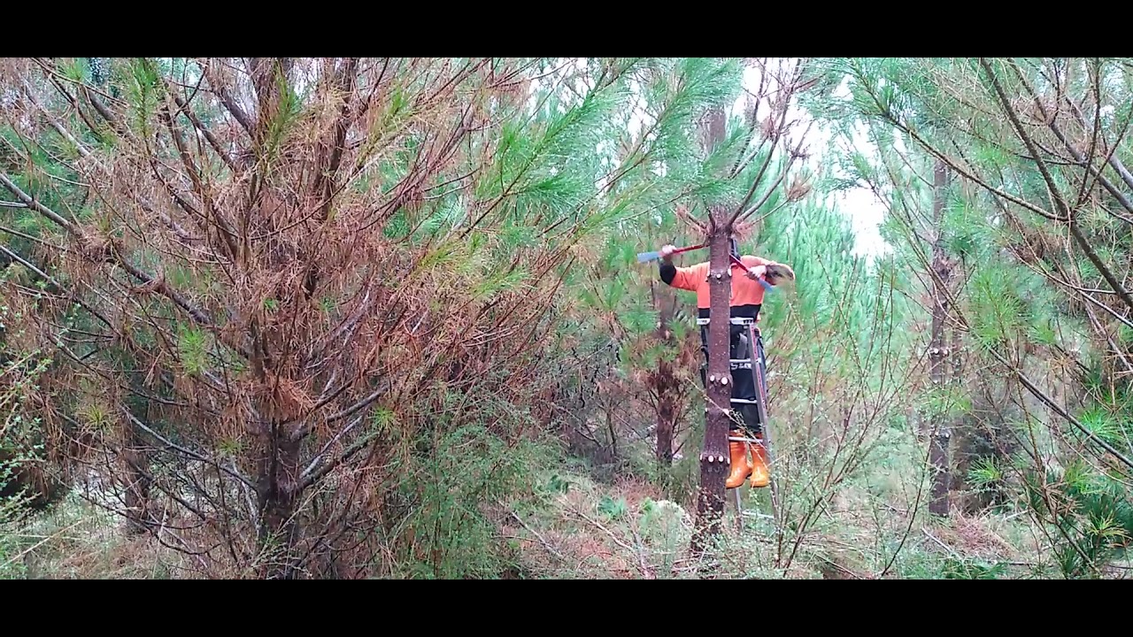 1st lift pruning NZ