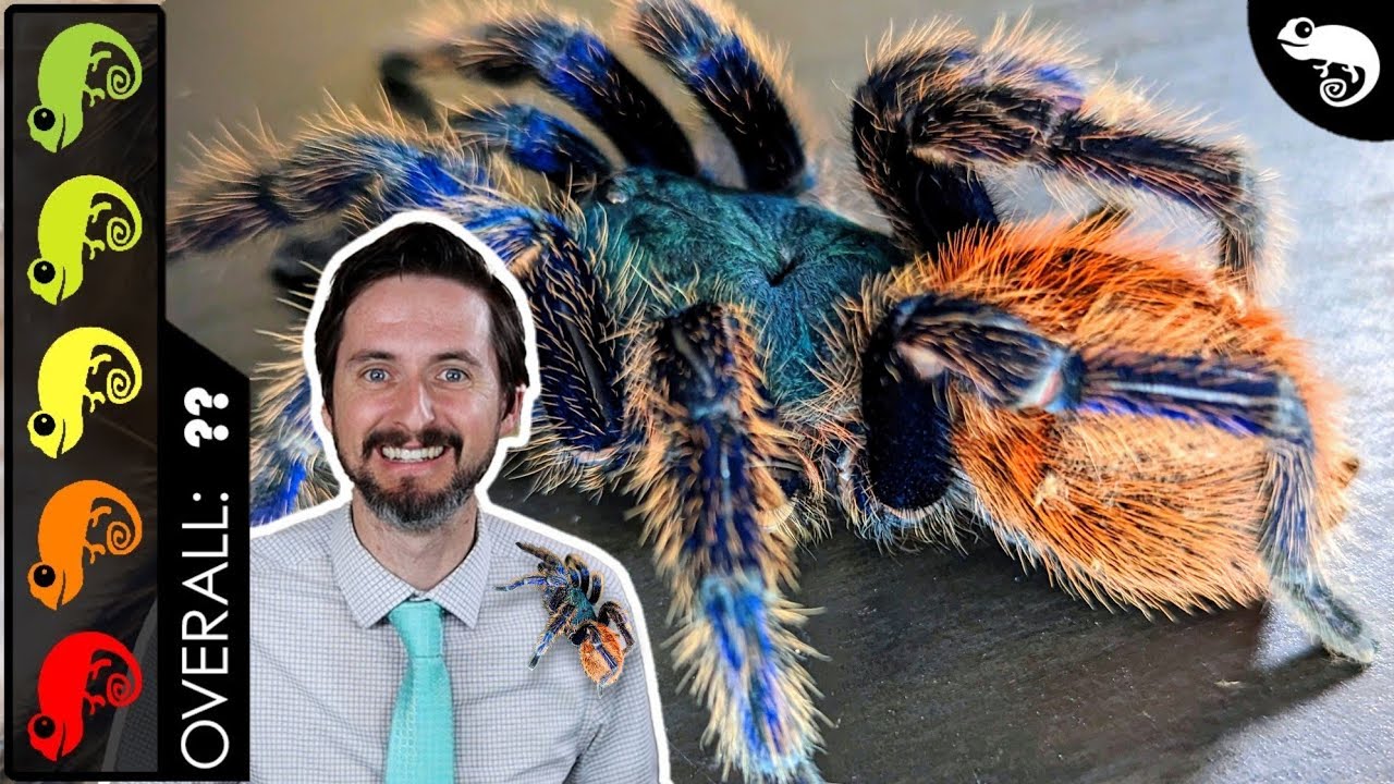 Greenbottle Blue Tarantula, The Best Pet Spider?