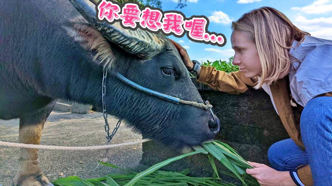 我在台灣最難忘的農村體驗☺超可愛水牛零距離接觸！ 全台唯一百年石砌梯田| My Unforgettable Taiwan’s Countryside Experience