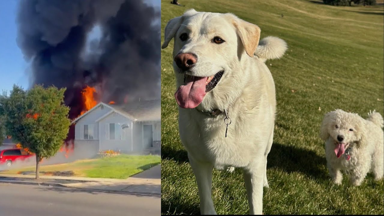 Hero Neighbors Save Dogs Trapped in Blazing Home