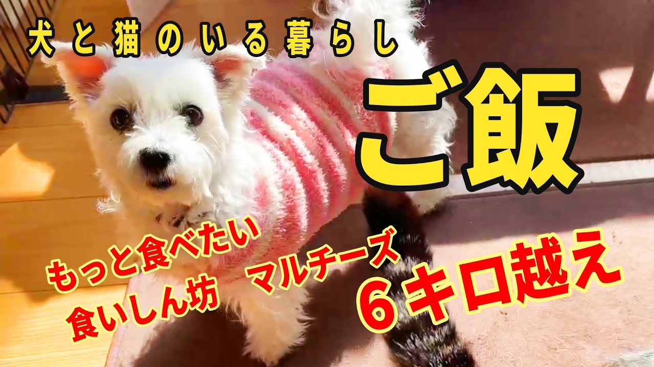 【犬と猫のいる暮らし】【ご飯の悩み】ぽっちゃりマルチーズ犬とツンデレキジトラ猫/手作りご飯/膝蓋骨脱臼