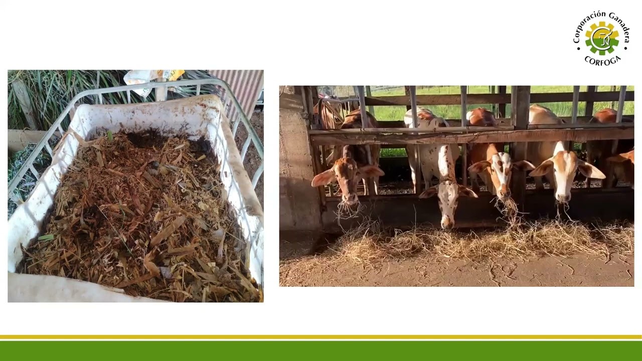 Uso de Subproductos en la Alimentación Bovina