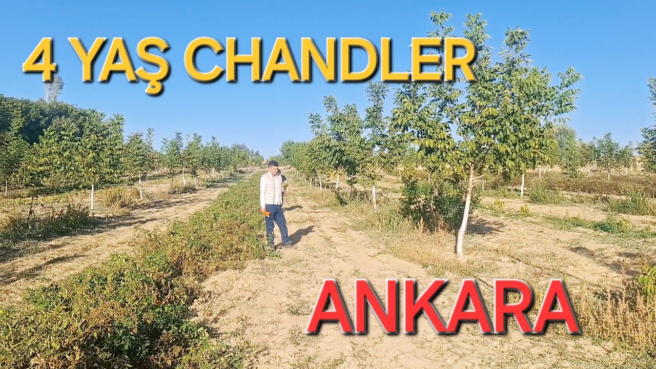 CHANDLER CEVİZ BAHÇESİ 4 YAŞ ANKARA  ÜCRET KÖYÜ